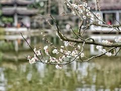 -杭州植物园