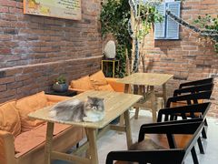 -豆逗聊愈猫阁Easy Life