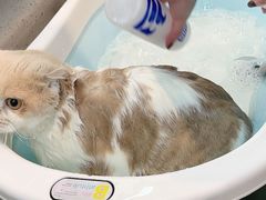 -PETKIT小佩宠物·低压洗护(国顺东路店)