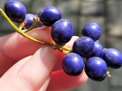 -白塘生态植物园