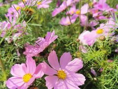 -海心沙亚运公园