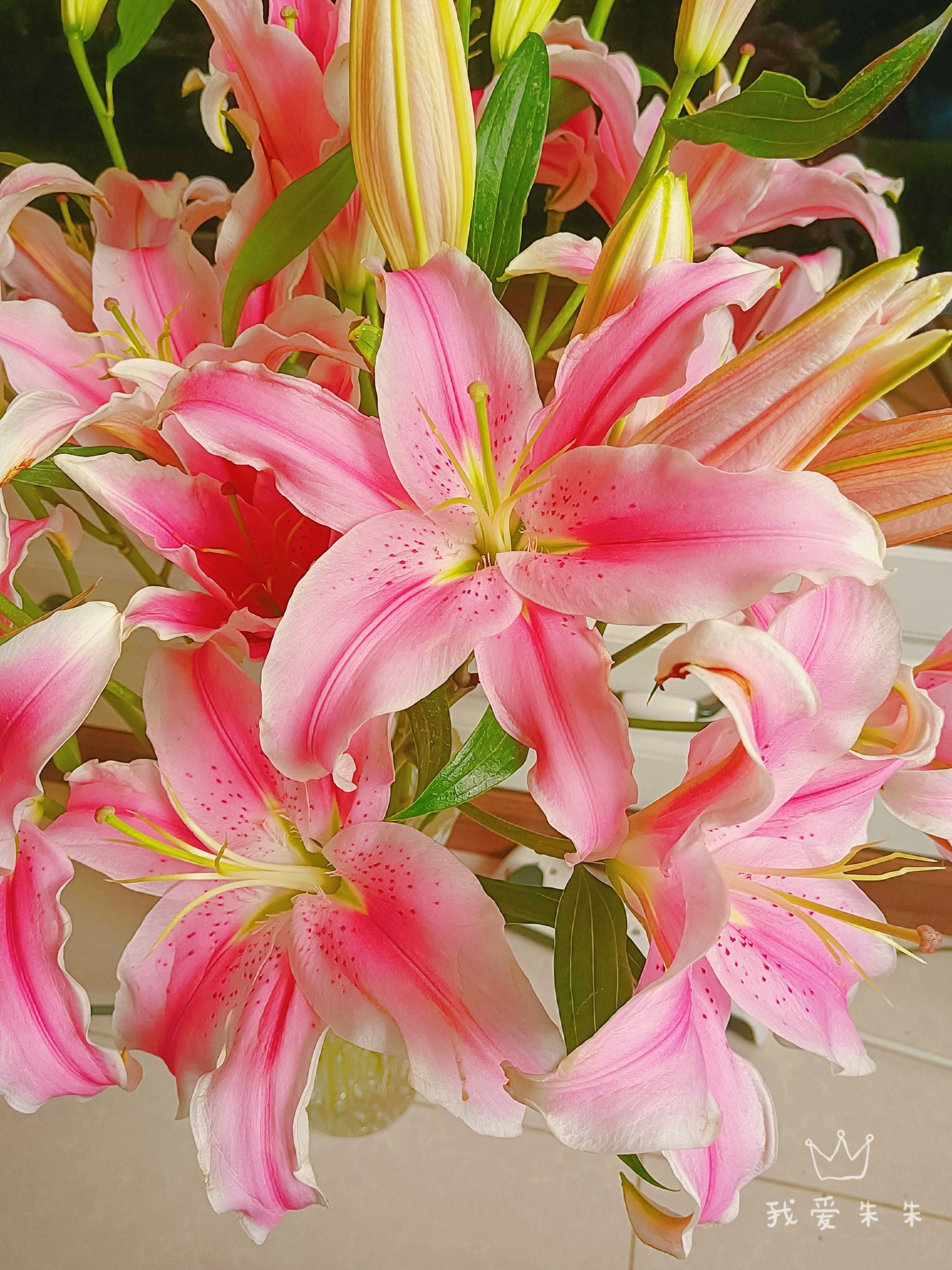香水百合