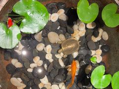 -曲水兰亭(北京四惠店)