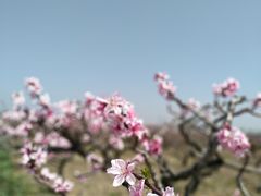 -南汇桃花村