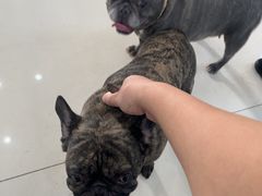 -派美特宠物医院·核磁CT·骨科肿瘤·疑难转诊(沈农禾丰店)