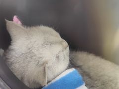 -北京观赏动物医院·24小时大型综合·猫专科·异宠专科