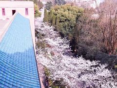 -武汉大学-樱园