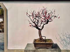 -杭州植物园
