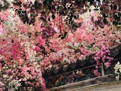 -深圳国际园林花卉博览园