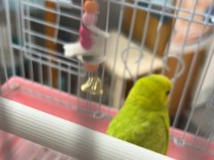 -爱侣宠医·鹦鹉专科·小型哺乳类·异宠专科(灵石路店)