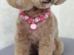 -乐琪宠物(青塔西路店)