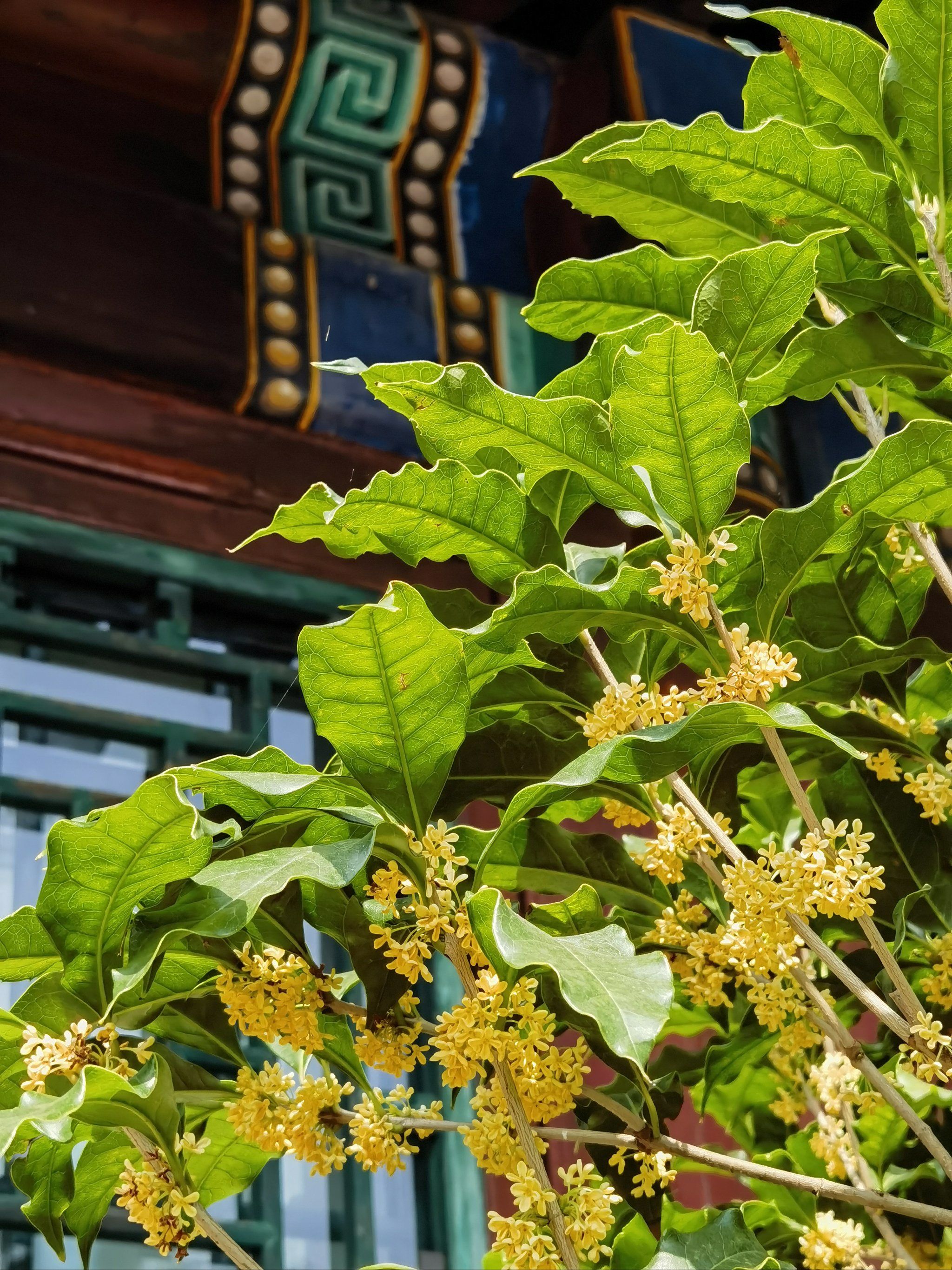 颐和园八月桂花香