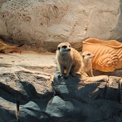 -Zoolung Zoolung动物主题公园(海信广场店)