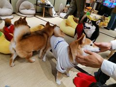 -逗柴咖啡屋·狗咖猫咖宠物桌游