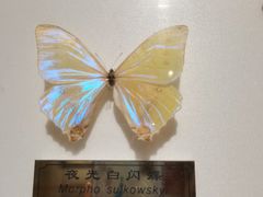 -上海昆虫博物馆