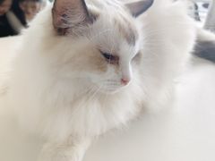 -怪兽屋·羊驼·猫咖·狗咖(俊华广场店)