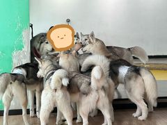 -Husky Go! 哈士奇体验馆·宠物咖啡厅狗咖