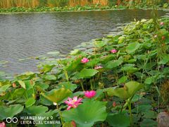 -天津东丽湖风景区