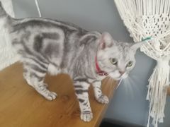 -平行世界·猫咖(首经贸店)