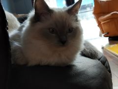 -猫咪咖啡·猫咖(万达广场店)