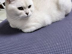 -宠福鑫康馨动物医院·骨科·眼科