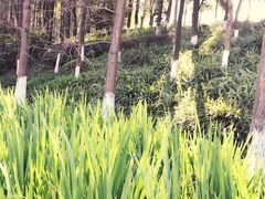 -重庆彩云湖湿地公园