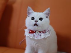 -lincat·猫舍(广州店)