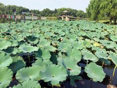 -荷塘月色湿地公园·向阳花洲