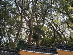 -普陀山风景名胜区-法雨禅寺