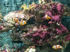 -北戴河圣蓝海洋公园