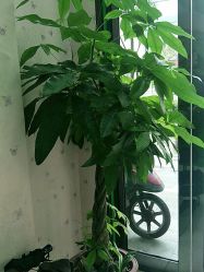 -苗医生0感科技祛痘