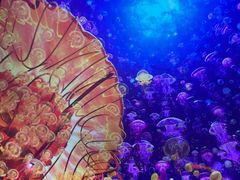 -海合安武汉极地海洋公园