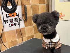 -我爱吾宠宠物美容院(朝阳路店)