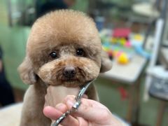 -鑫艺宠物美容培训学校