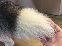 -Husky Go! 哈士奇体验馆·宠物咖啡厅狗咖