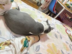-纳吉亚猫专科动物诊疗中心(蒋宅口分院)