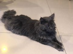 -平行世界·猫咖(首经贸店)