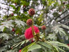 -南山植物园