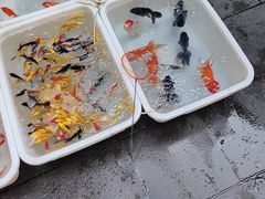 -青石桥花鸟鱼虫市场(叠翠城店)