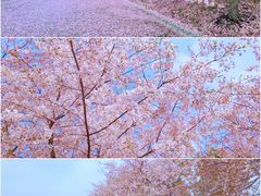 -顾村公园