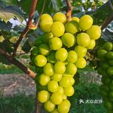 太湖度假区生态葡萄园