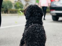 -1013 PET SHOP精品宠物商店(丁香店)