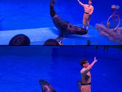 -芜湖新华联大白鲸海洋公园