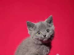 -超宠爱宠物摄影-Super pet