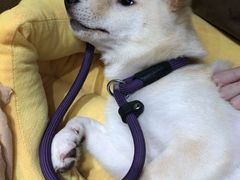 -逗柴咖啡屋·狗咖猫咖宠物桌游