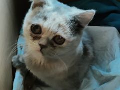 -宠爱国际动物医院· 猫科· 外科·中兽医(长白店)