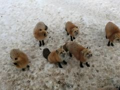 -宫城藏王狐狸村