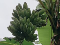 -云溪植物园