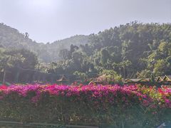 -西双版纳原始森林公园
