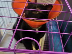 -可蒙动物医院·猫科·骨科中心(首义路店)